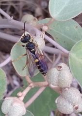 Cerceris bicornuta