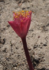 Haemanthus pubescens