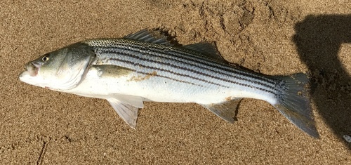 Striped Bass (Morone saxatilis) · iNaturalist