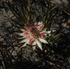 Protea odorata
