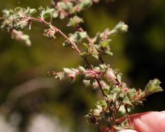 Cliffortia tricuspidata