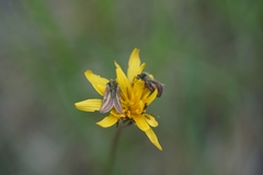 Heliolonche modicella