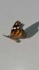 Libytheana carinenta