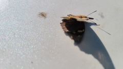 Libytheana carinenta