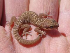 Pachydactylus