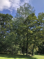 Gleditsia triacanthos triacanthos