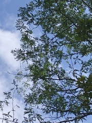 Gleditsia triacanthos triacanthos