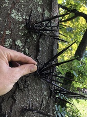Gleditsia triacanthos triacanthos