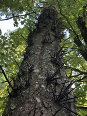 Gleditsia triacanthos triacanthos