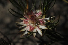 Protea odorata