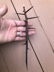 Gleditsia triacanthos triacanthos