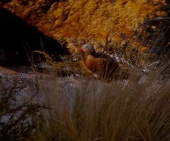 Merganetta armata armata