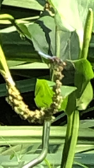 Pachydiplax longipennis