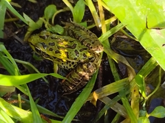 Lithobates spectabilis