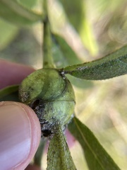 Antistrophus
