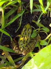 Lithobates spectabilis