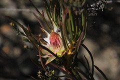 Protea odorata