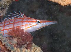 Oxycirrhites typus
