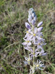 Camassia scilloides