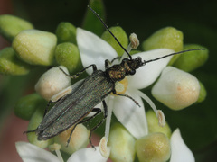 Oedemera virescens