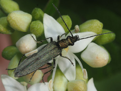 Oedemera virescens