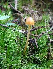 Galerina hypnorum