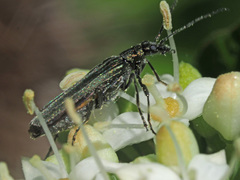 Oedemera virescens