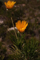 Euryops serra
