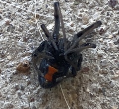 Latrodectus hesperus