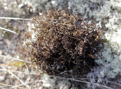 Cetraria ericetorum
