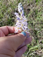 Camassia scilloides