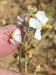 Chaenostoma caeruleum