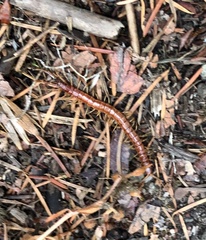 Scolopocryptops spinicaudus