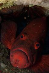 Cephalopholis sonnerati