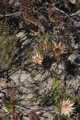 Protea odorata