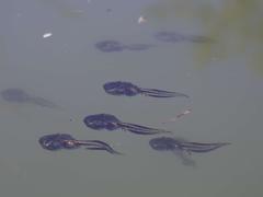 Phrynomantis annectens