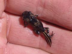 Phrynomantis annectens