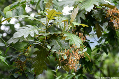 Bocconia frutescens