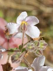 Chaenostoma caeruleum