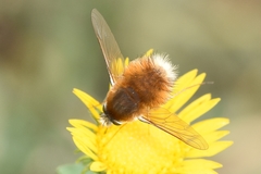 Anastoechus barbatus