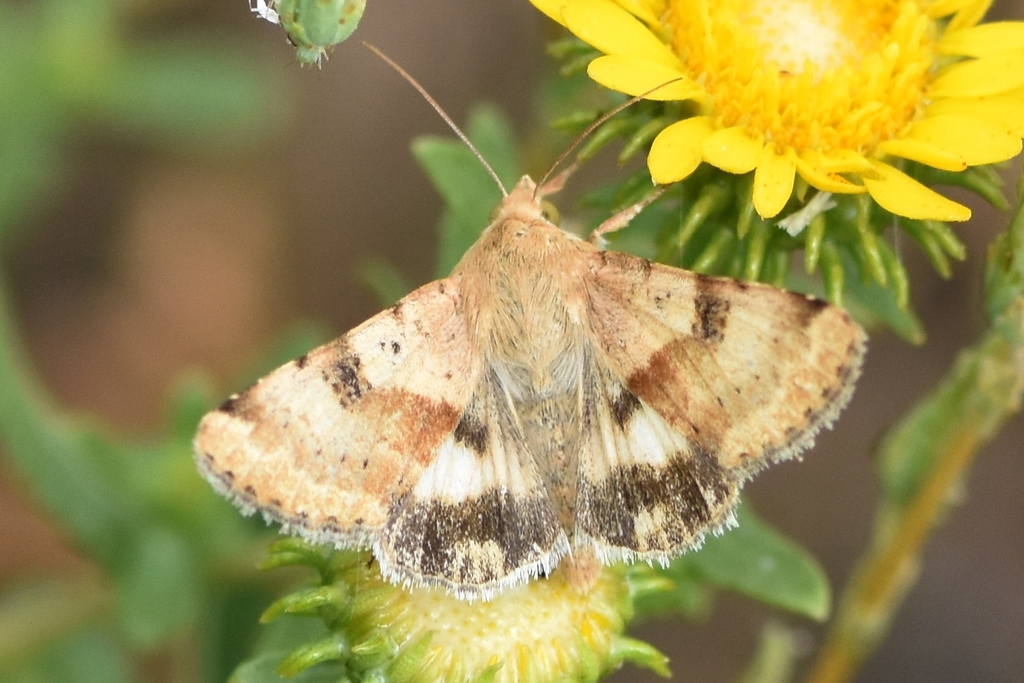 Darker-spotted Straw Moth