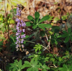 Lupinus nanus