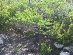 Psoralea vanberkelae