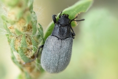 Bothrotes canaliculatus