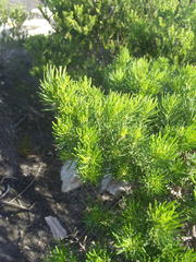 Psoralea vanberkelae