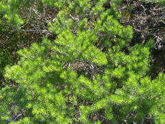 Psoralea vanberkelae