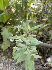 Artemisia suksdorfii