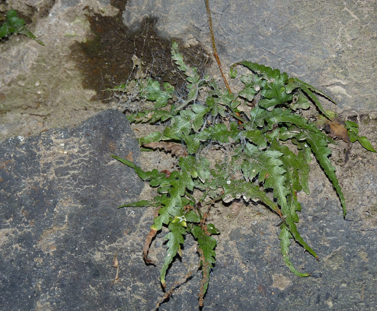 Asplenium pinnatifidum