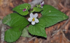 Viola ocellata