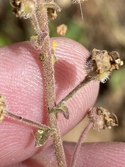 Chaenostoma caeruleum